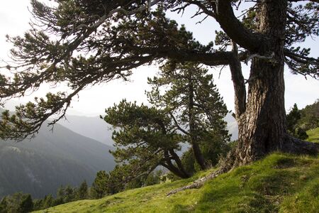 Black pine in the Pyreneesの写真素材