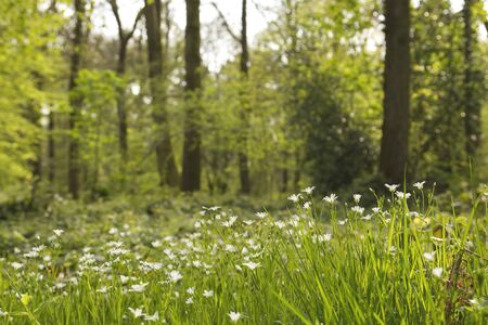 Green woodlaand landscape in springの写真素材