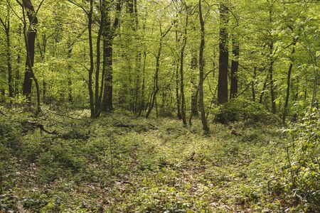 Green landscape in decidious woodlandの写真素材