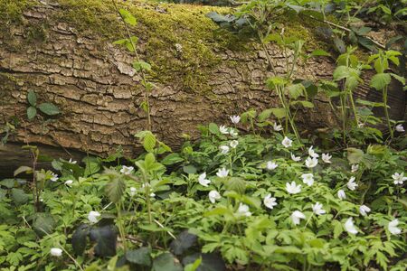 Wild flowers in the springtime woodlandの写真素材