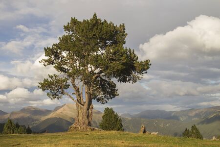 Landscape with black pine tree in the Pyrenees mountainsの写真素材