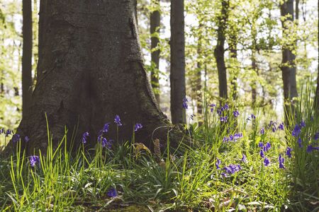 Springtime woodland with wild bluebells flowersの写真素材