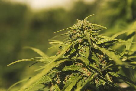 Detail of cannabis plant flowerの写真素材