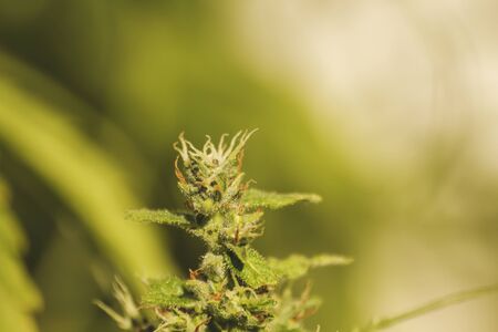 Detail of cannabis plant flowerの写真素材