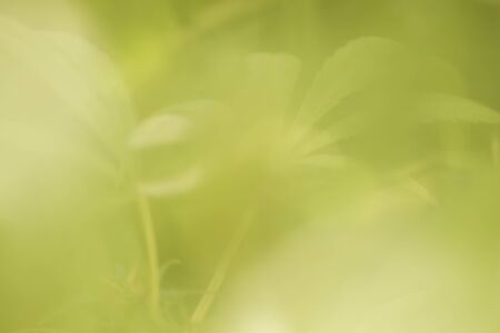Green cannabis blurred leaves, abstract nature backgroundの写真素材