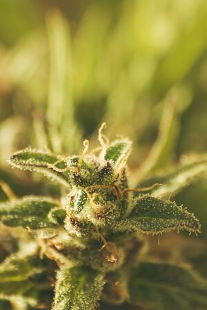 Detail of cannabis plant flowerの写真素材