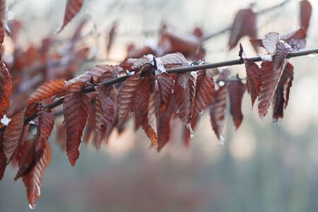 Detail of cherry tree deciduous foliage in winterの写真素材