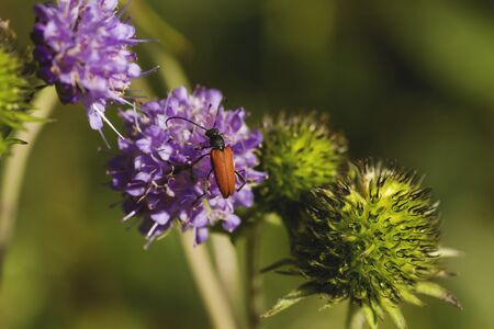 Scarlet lily on allium purple flowerの写真素材