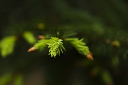 Detail of new pine tree neddles growingの写真素材