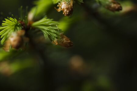 Detail of new pine tree neddles growingの写真素材