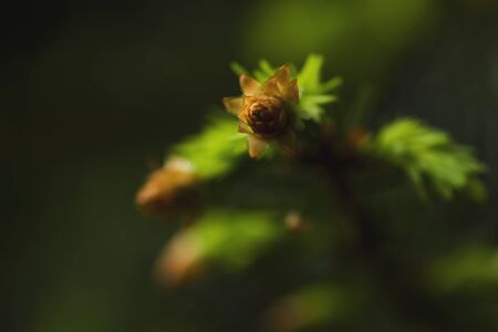 Detail of new pine tree neddles growingの写真素材