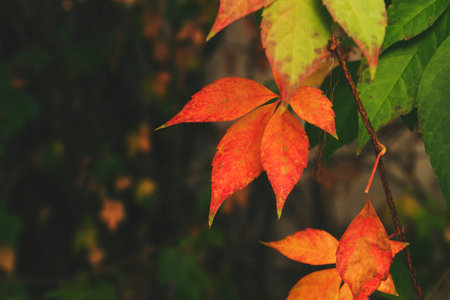 Detail of grape vine with colorful autumnal foliageの写真素材