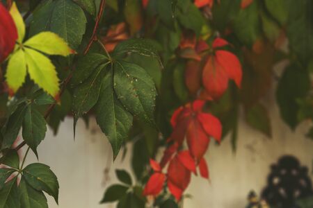 Detail of grape vine with colorful autumnal foliageの写真素材
