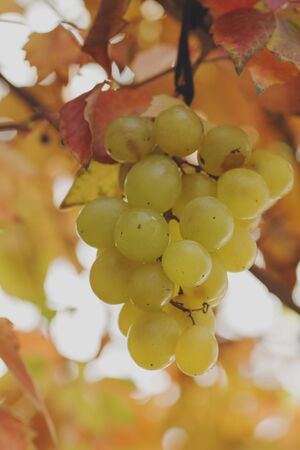 Bunch of fresh green grapesの写真素材