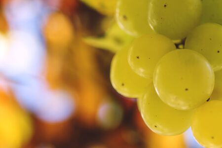 Detail of fresh green grapesの写真素材