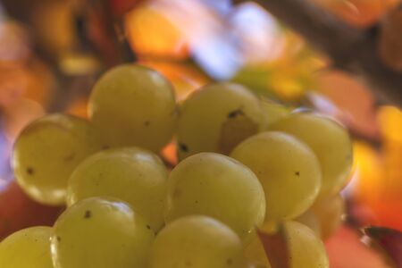 Detail of fresh green grapesの写真素材