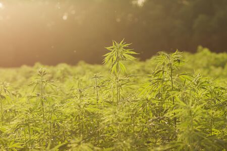 Detail of eco-friendly hemp plantationの写真素材