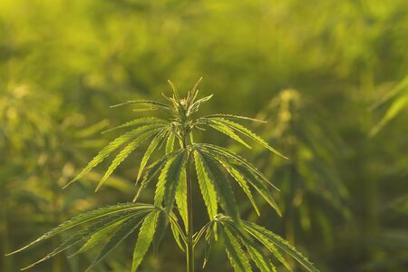 Detail of eco-friendly hemp plantationの写真素材