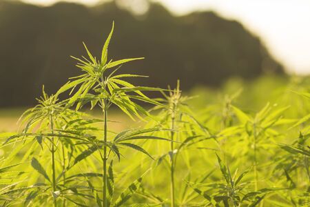 Detail of eco-friendly hemp plantationの写真素材