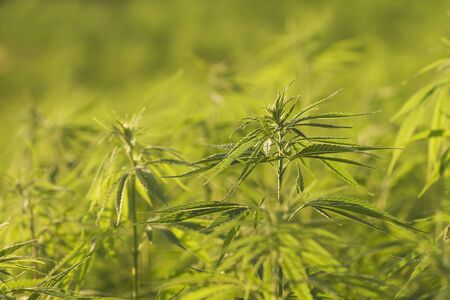 Detail of eco-friendly hemp plantationの写真素材