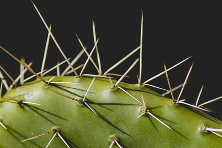 Detail of cactus leaf spines