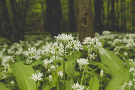 Wild bear's garlic blooming in the springtime forestの写真素材