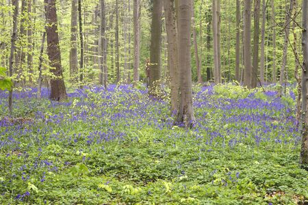 Springtime woodland with blossoming bluebellsの写真素材