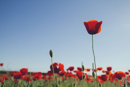 Wild red poppies blooming in the springtime fieldsの写真素材