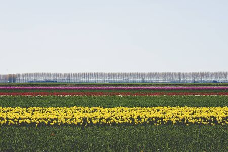 Colorful tulips fields in bloomの写真素材
