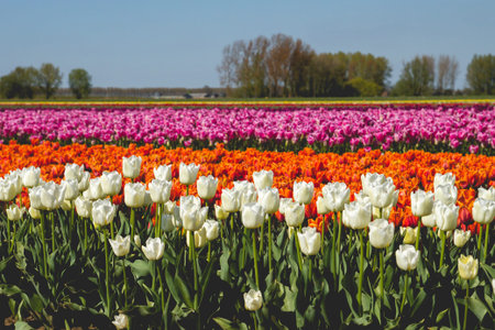 Colorful tulips fields in bloomの写真素材