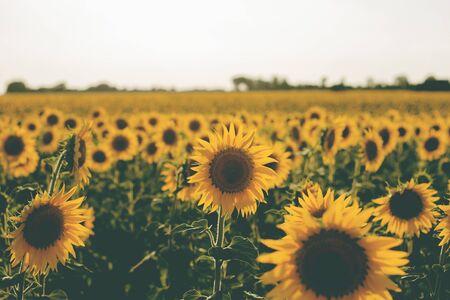 Sunflowers farm landscape in bloomの写真素材