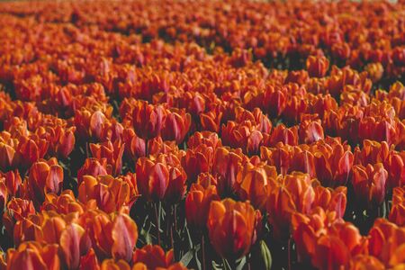 Tulips flowers farm landscape in bloomの写真素材