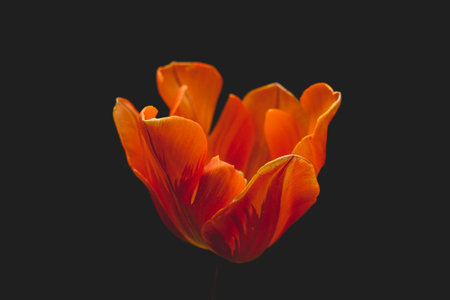 Detail of orange colored tulip flowerの写真素材