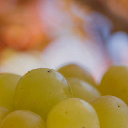 A bunch of fresh green grapesの写真素材