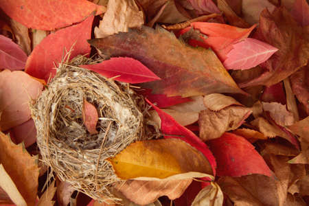 Small birds nest among the autumnal fallen leavesの写真素材