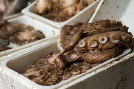 Fresh octopus in the marketの写真素材