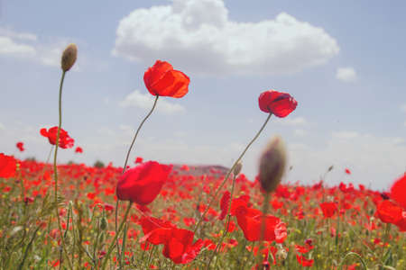 Wild red poppy flowers blooming in the springtime fieldsの写真素材