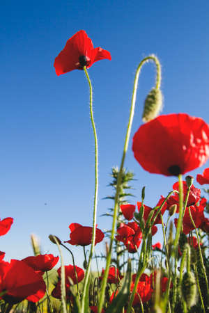 Wild red poppy flowers blooming in the springtime fieldsの写真素材