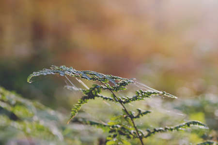 Green fern frondsの写真素材