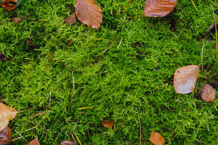 Green forest mossの写真素材