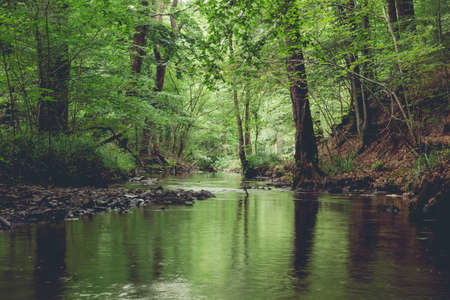 River crossing a green springtime forestの写真素材