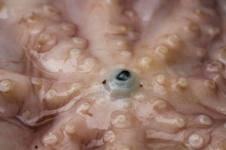 Fresh octopus in the marketの写真素材