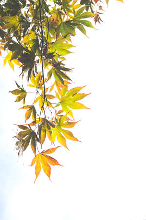 Acer palmatumn autumnal foliage detailの写真素材