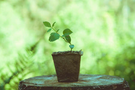 Small plant growing on a seedling potの写真素材