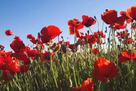 Wild red poppy flowers blooming in springの写真素材