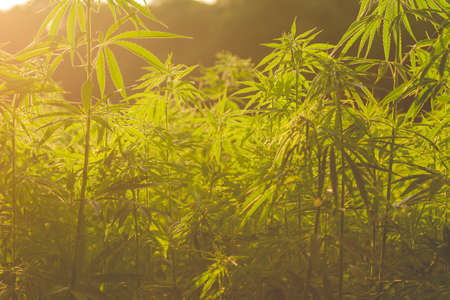 Green hemp industrial plantationの写真素材