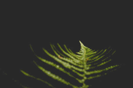 Green fern frondsの写真素材