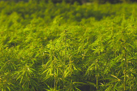 Green hemp industrial plantationの写真素材
