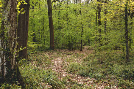 Green forest landscape in springの写真素材