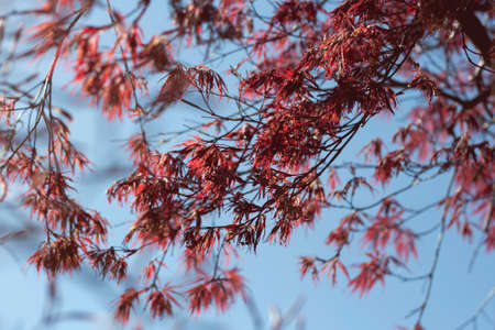 Acer palmatum red leavesの写真素材